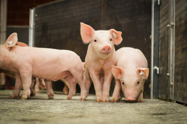 Tierwirt der Fachrichtung Schweinehaltung