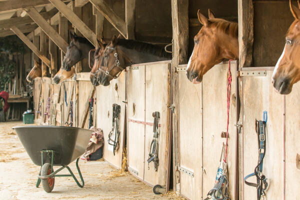 Pferdewirte verrichten Arbeiten im Stall