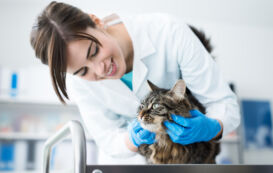 Tierheilpraktikerin untersucht Katze