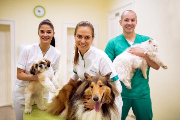 Tierheilpraktiker arbeiten auch in Tierarztpraxen