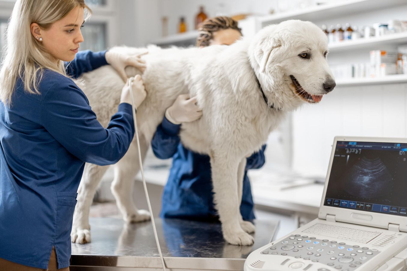 Tiermedizin – Studierende absolviert ein Praktikum in einer Tierarztpraxis