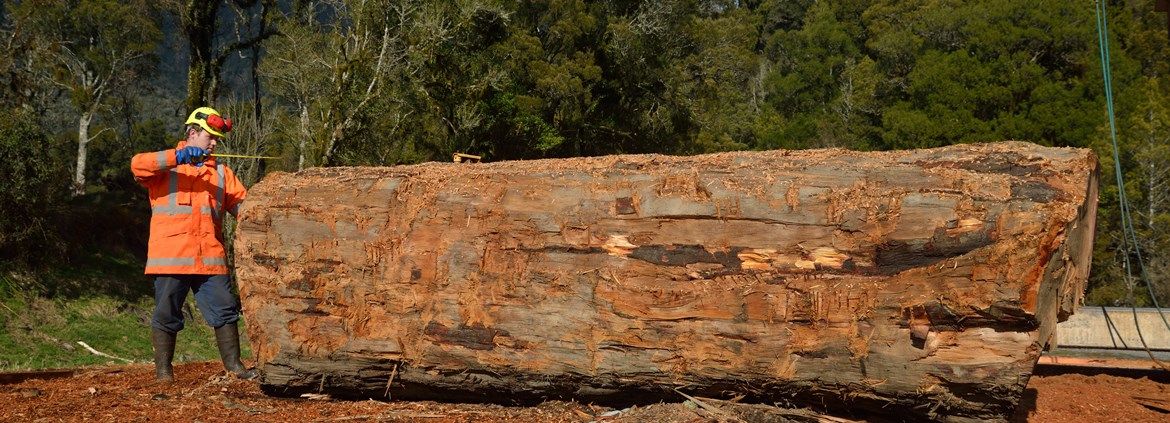 Holzbearbeitungsmechaniker