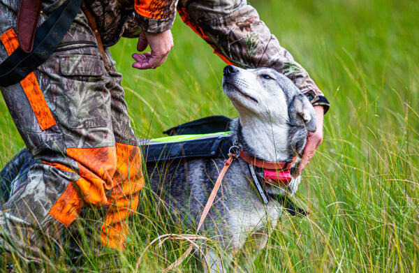 Revierjäger arbeiten mit Jagdhunden Revierjäger arbeiten mit Jagdhunden