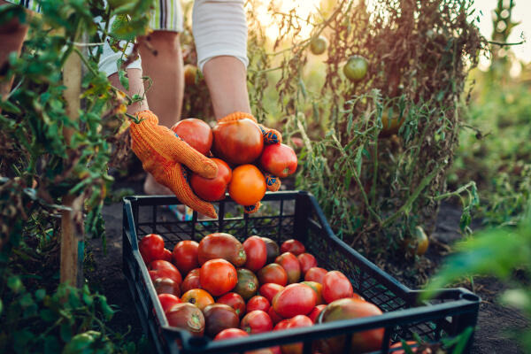 Fachkraft für Agrarservice erntet Tomaten