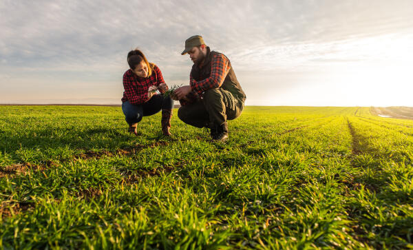 Landwirte prüfen Qualität des Feldes