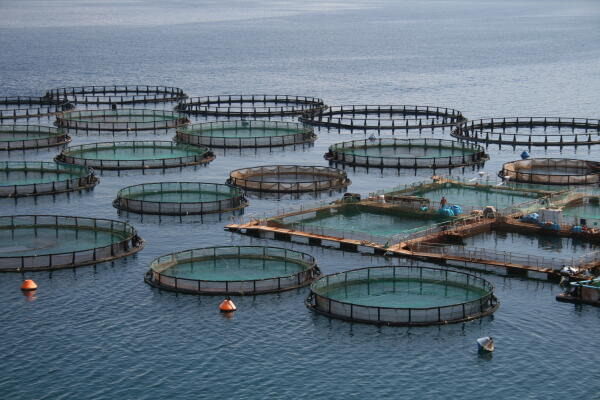 Fischfarm Fischfarm
