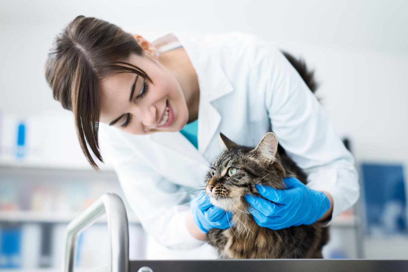 Tierheilpraktikerin untersucht Katze