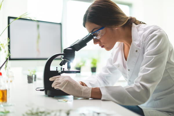 Proben unter dem Mikroskop analysieren Proben unter dem Mikroskop analysieren