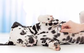 Tiermedizinischer Fachangestellter Ausbildung Tiermedizinischer Fachangestellter Ausbildung