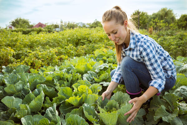 Landwirt erntet Kohl Landwirt erntet Kohl