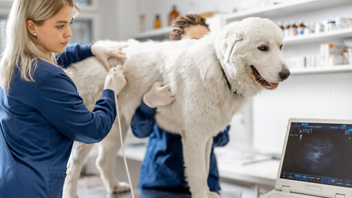 Tiermedizin – Studierende absolviert ein Praktikum in einer Tierarztpraxis Tiermedizin – Studierende absolviert ein Praktikum in einer Tierarztpraxis