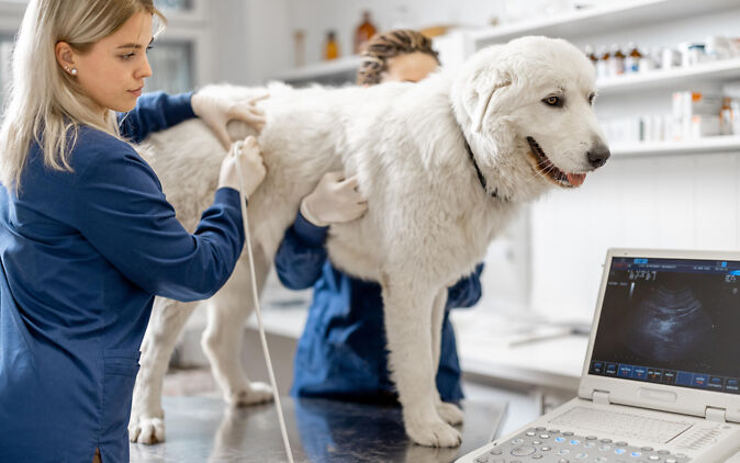 Tiermedizin – Studierende absolviert ein Praktikum in einer Tierarztpraxis Tiermedizin – Studierende absolviert ein Praktikum in einer Tierarztpraxis