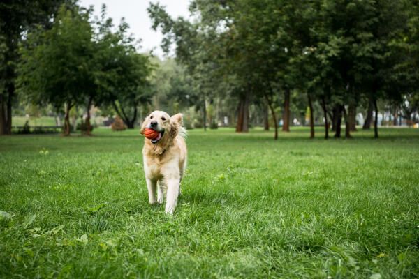 Hundetrainer – Hund im Training