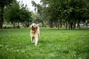 Hundetrainer – Hund im Training Hundetrainer – Hund im Training