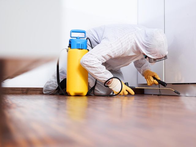 Scha¨dlingsbeka¨mpfer arbeitet in der Ku¨che