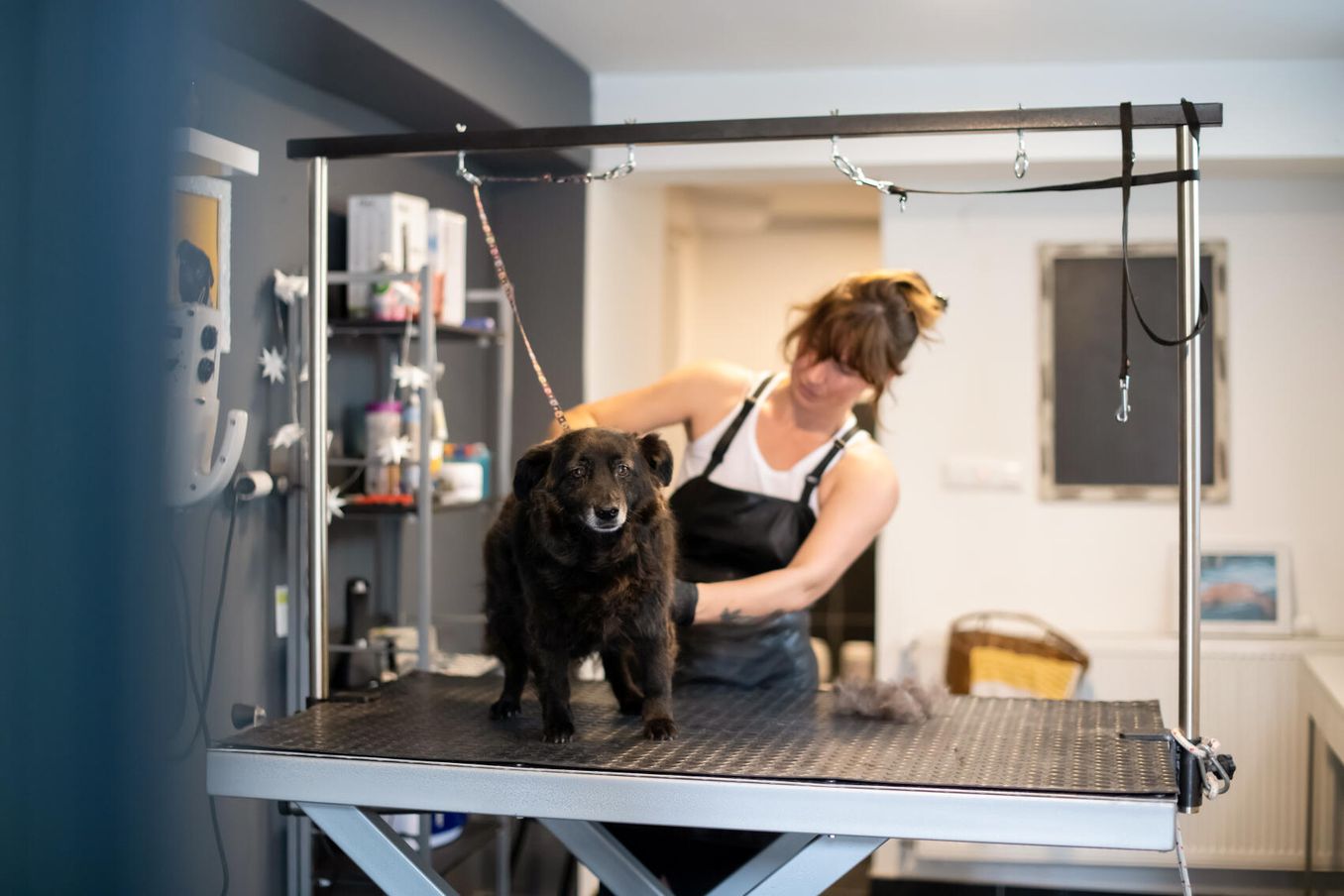 Hundefriseurin im Salon