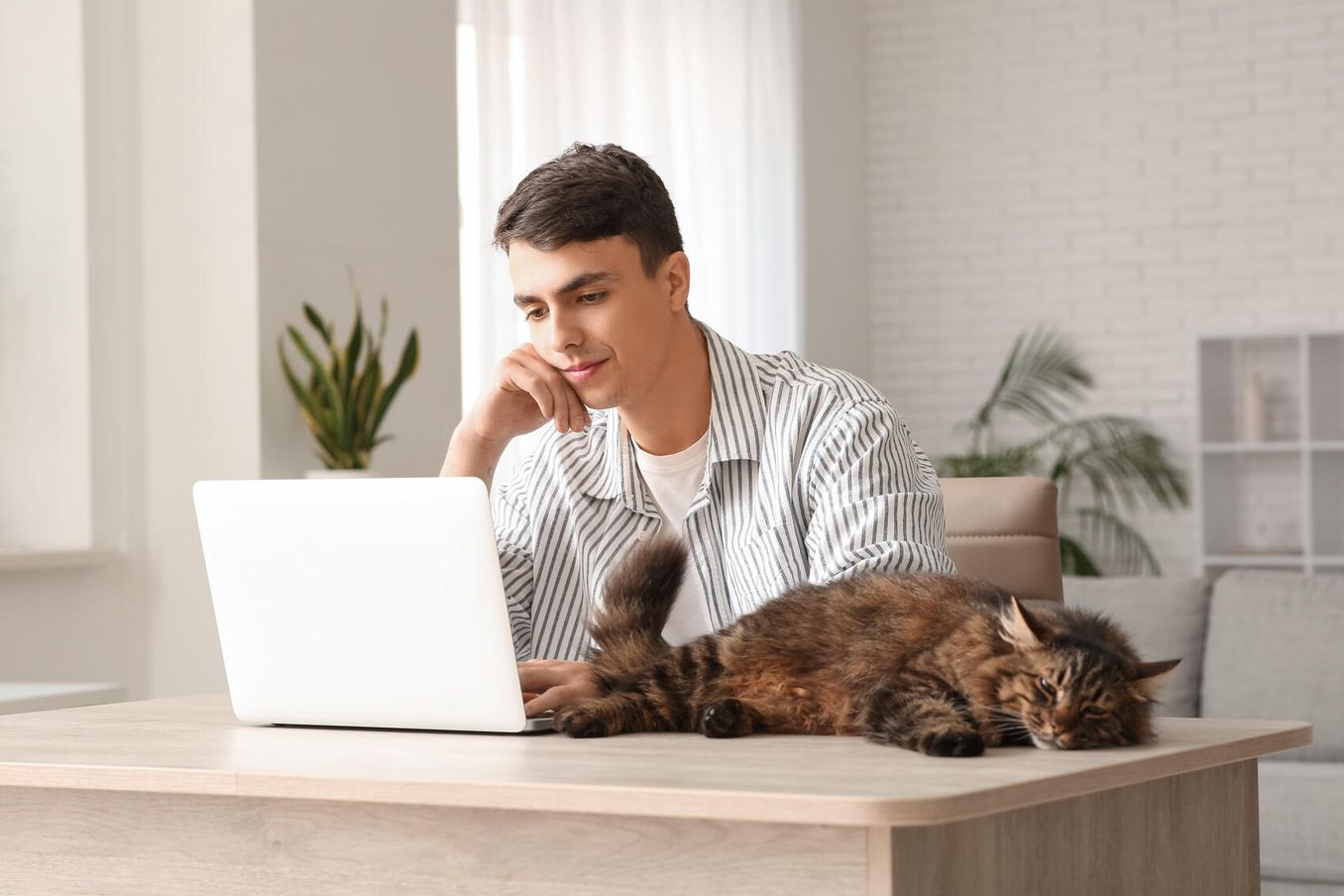 Mann mit Katze gestaltet sein Layout der Bewerbung am Laptop