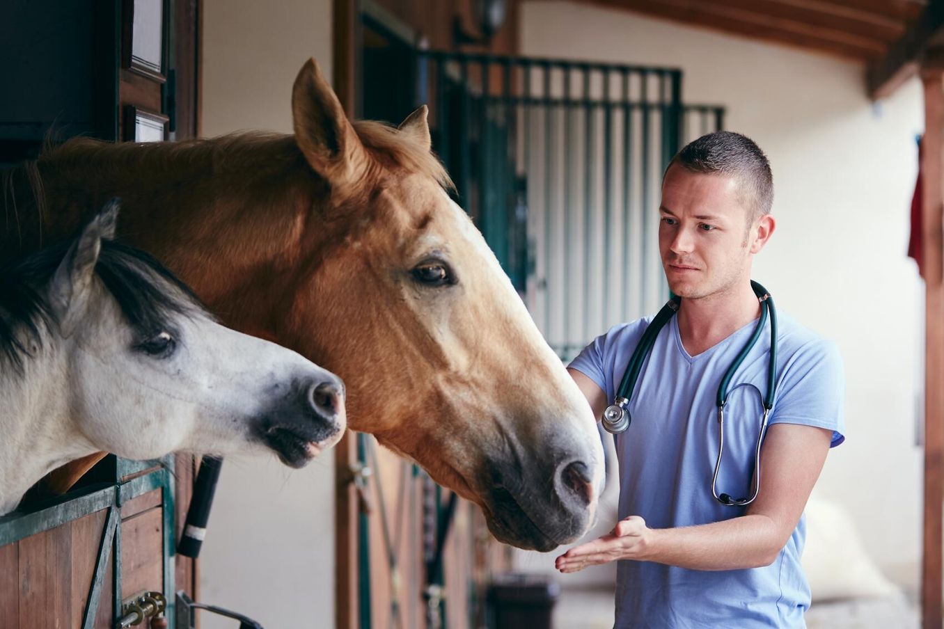 Tiermedizin Studium – Absolvent arbeitet mit Pferden