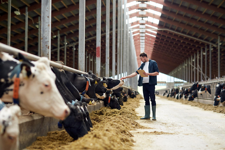 Landwirt im Kuhstall
