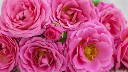Ausbildung Florist Ausbildung Florist