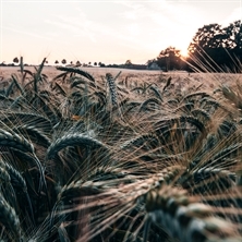 Aus Liebe zur Natur.