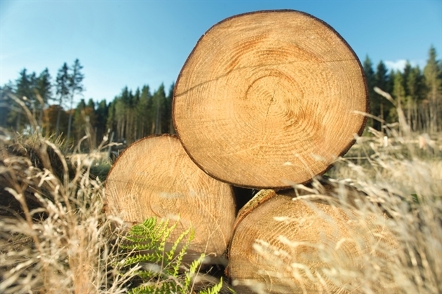 EGGER – Mehr aus Holz | Deutschland: Unsere Natur - Unser Produkt