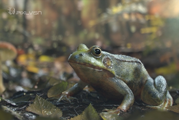 PIXL VISN media arts academy: Projekt "The Frog" von Christian Wachter