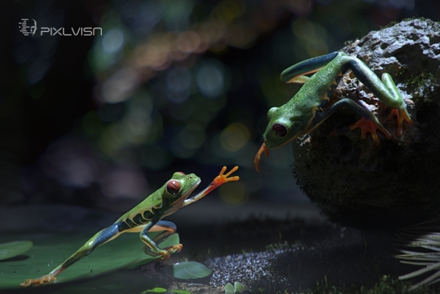 PIXL VISN media arts academy: Projekt "Froggy" von David Pferrer