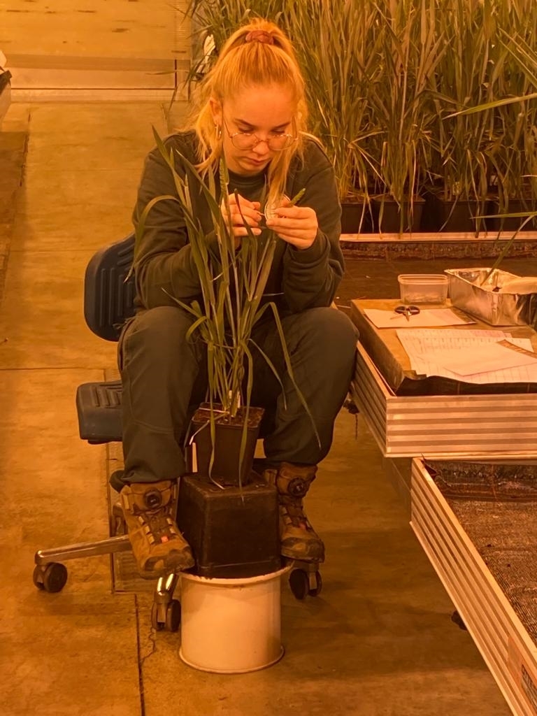 NORDSAAT Saatzucht GmbH Bild 2