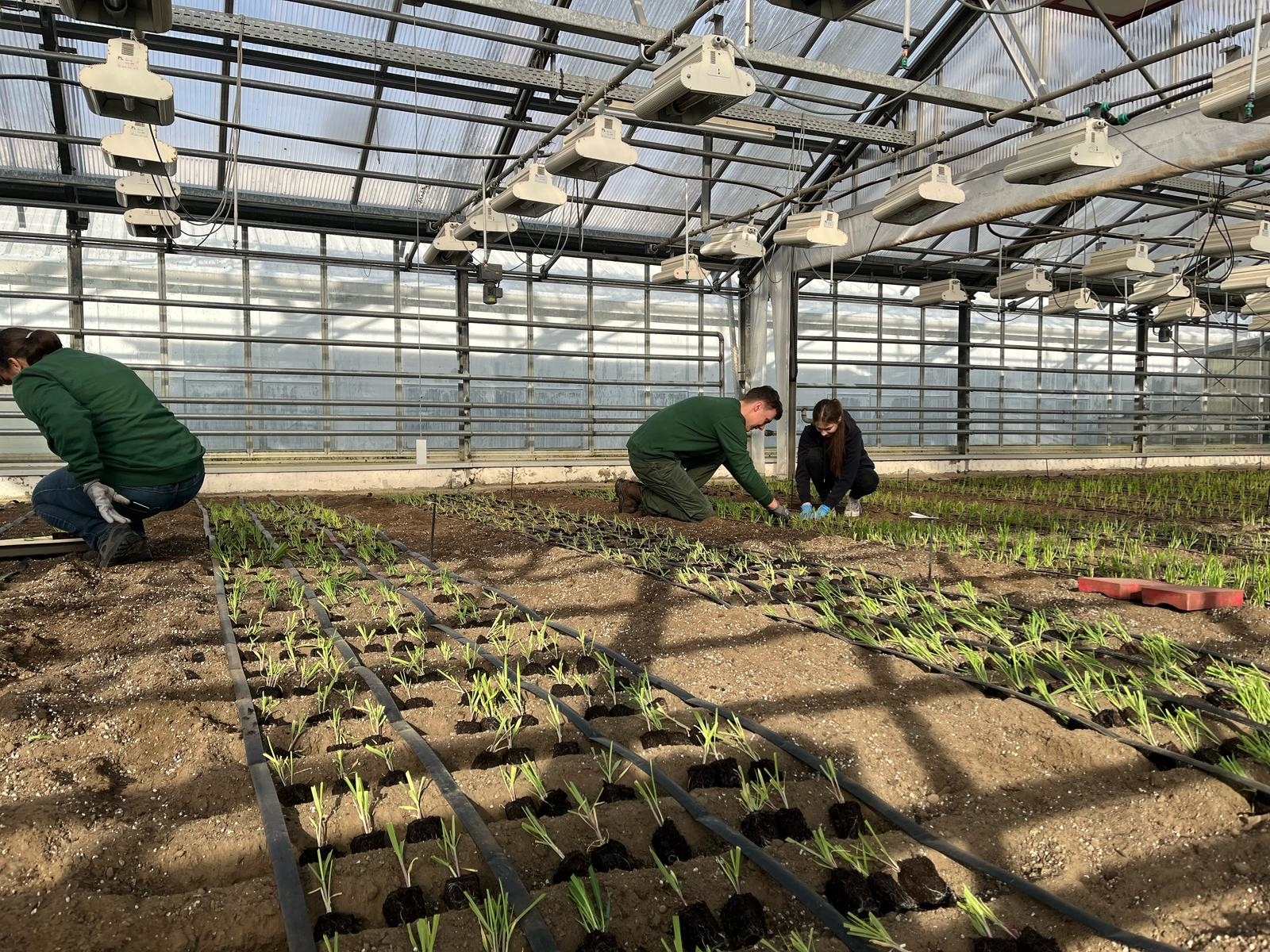 NORDSAAT Saatzucht GmbH Bild 3