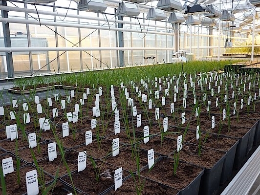 NORDSAAT Saatzucht GmbH Bild 1