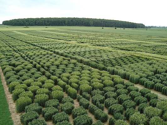 NORDSAAT Saatzucht GmbH Bild 5