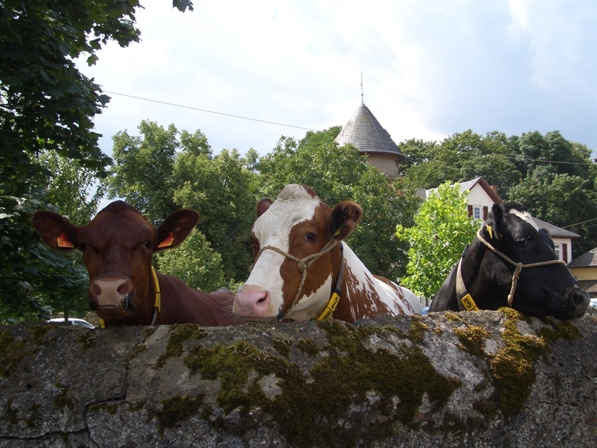 Justus-Liebig-Universität Gießen (JLU): Kühe vor einer unserer landwirtschaftlichem Lehr- und Forschungseinrichtungen