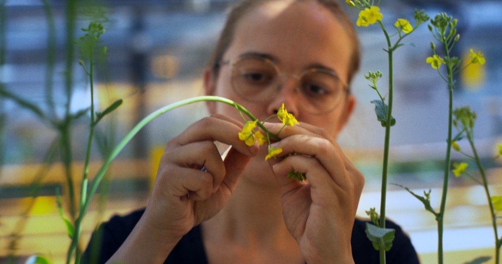 Deutsche Saatveredelung AG Bild 3