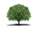 Logo SRH University