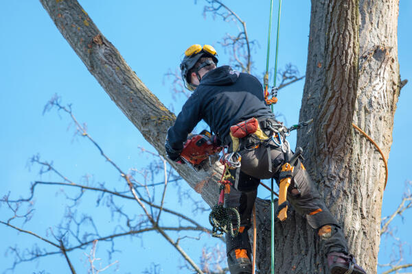 Forstwirt klettert auf Baum