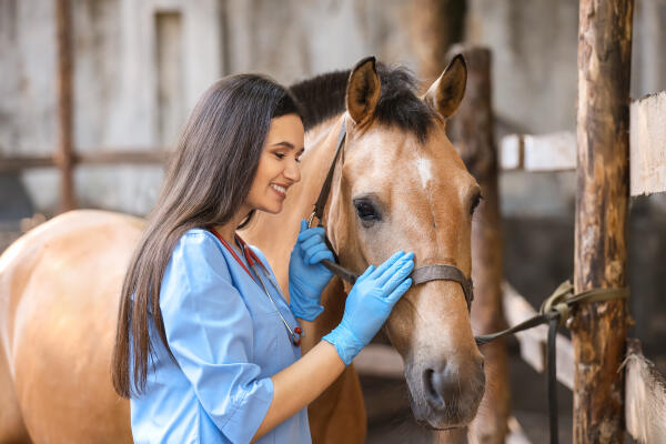 Tiermedizinische Fachangestellte untersucht ein Pferd