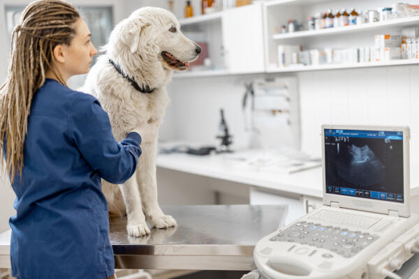 Tiermedizinische Fachangestellte tastet Hund ab