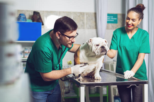Tiermedizinischer Fachangestellter hört Hund ab