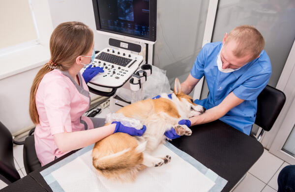 Tierarzt und Tierpfleger
