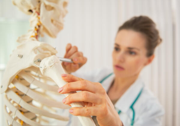 Skelettmodell zur Veranschaulichung der menschlichen Anatomie